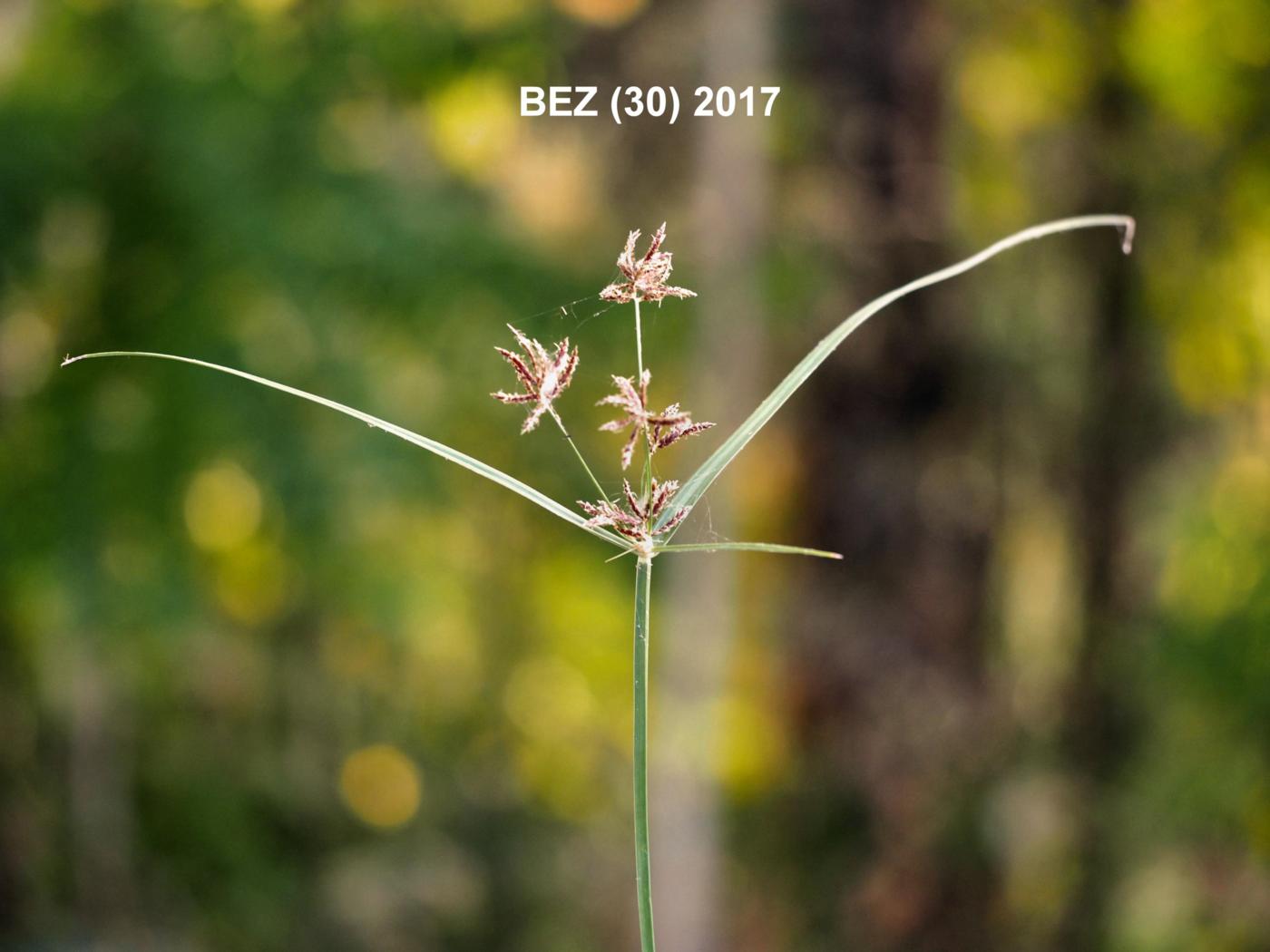 Cyperus, Greater plant